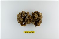 藏品(鈍額曲毛蟹)的圖片